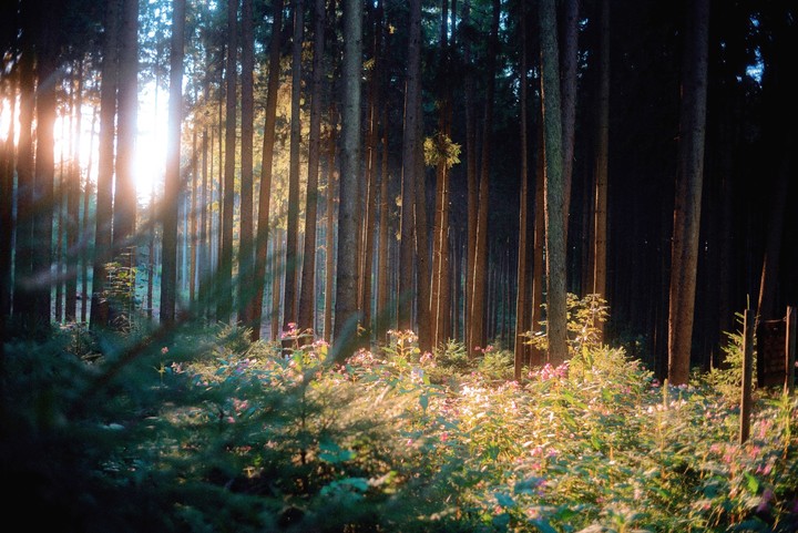 Sunlight streams through a dense forest, illuminating the undergrowth and creating a hazy atmosphere.