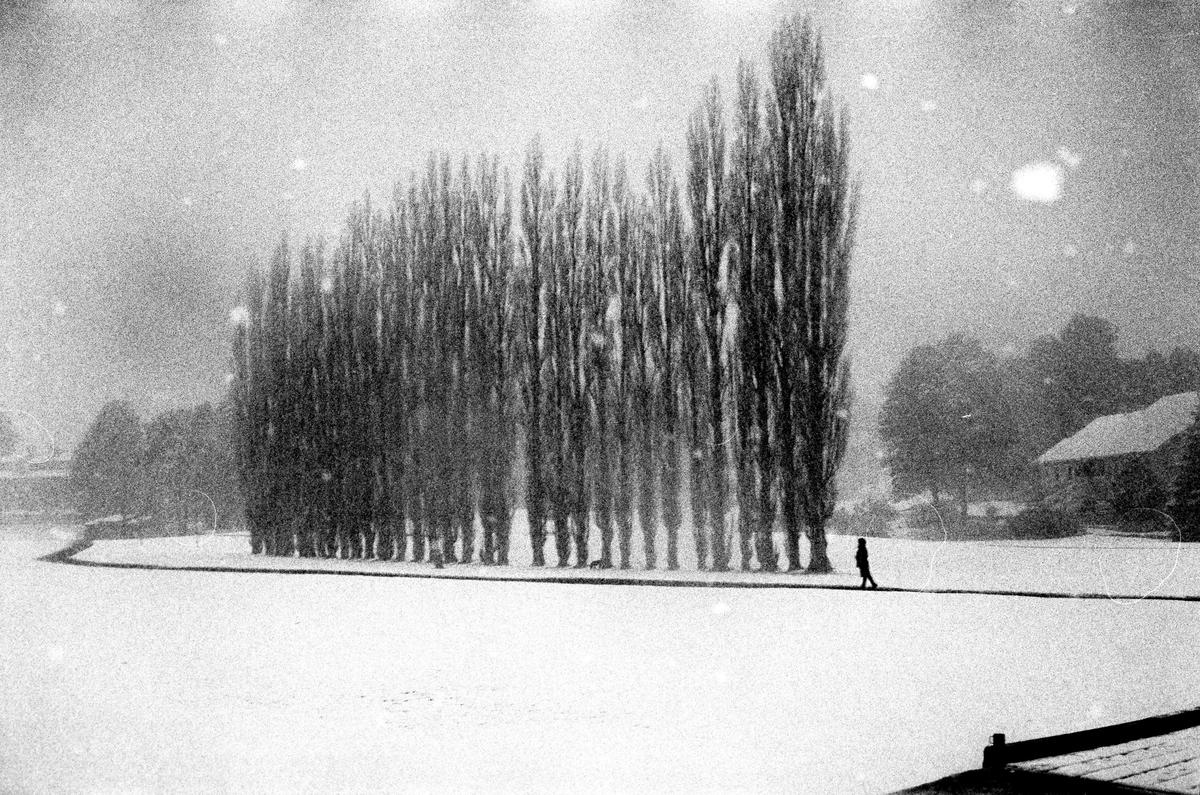 A person walks along a snow-covered path lined with tall, slender trees during a snowfall.