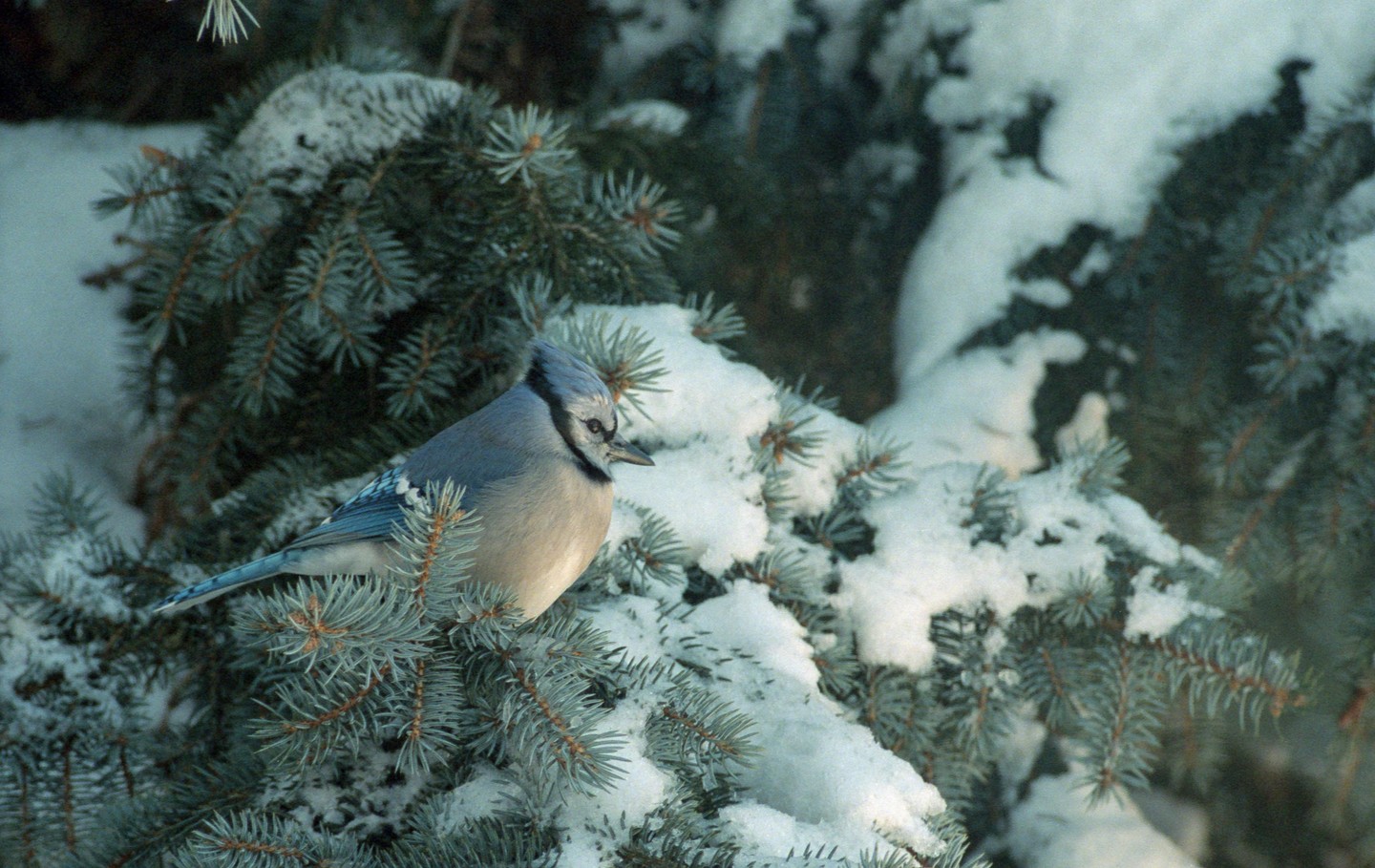 A blue jay perches on a snow-covered pine branch.