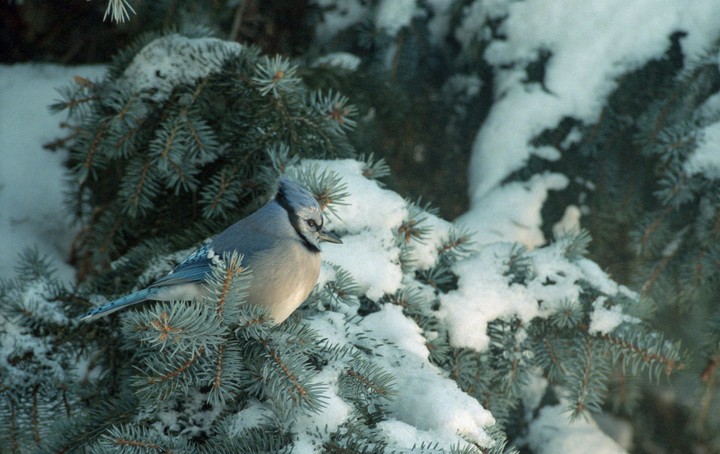 A blue jay perches on a snow-covered pine branch.