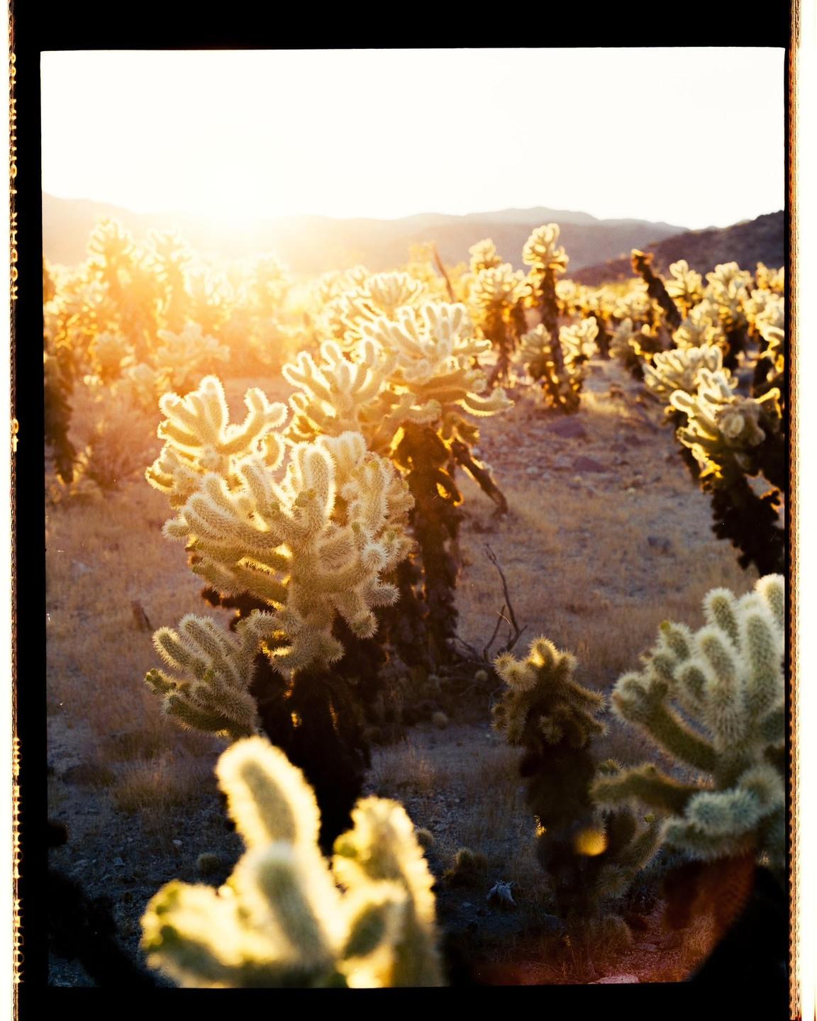 A field of cholla cactus is illuminated by the setting sun in the desert.