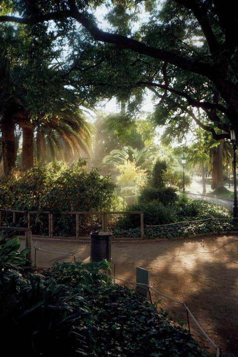 Sunlight streams through the trees and illuminates a path in a park with palm trees and lush foliage.
