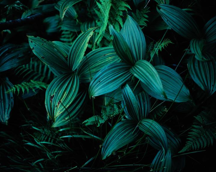 A close-up shot shows several large, ribbed leaves and smaller fern fronds in a dark, lush setting.