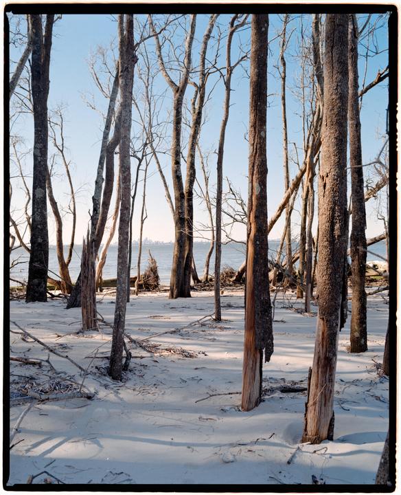 Bare trees stand on a sandy beach with water and a distant city skyline in the background.