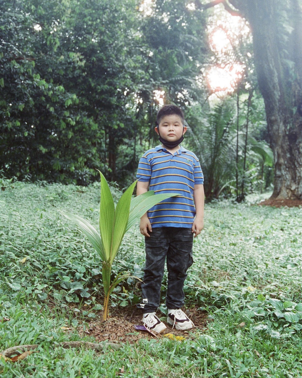 A boy stands next to a young coconut tree in a lush, green forest.