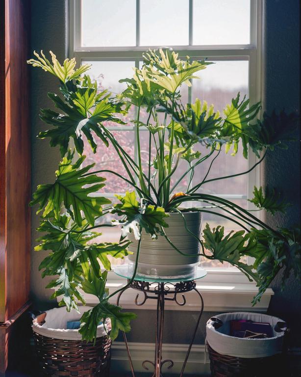 A large houseplant in a pot sits on a glass-top stand in front of a window.