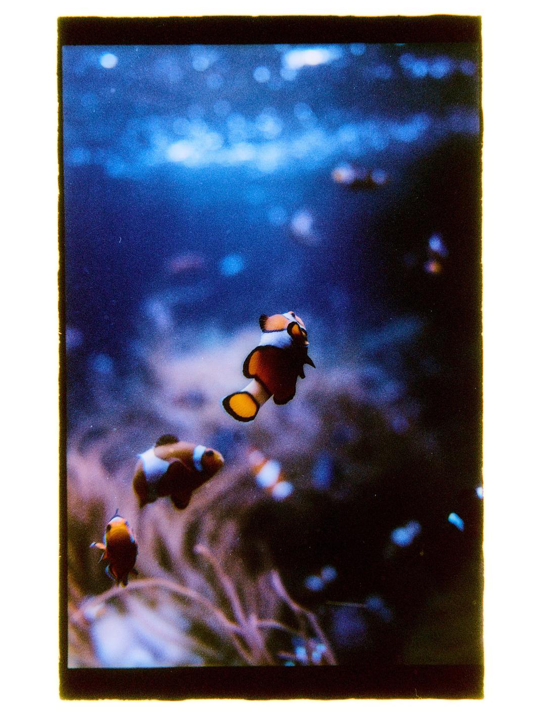 Three clownfish swim in an aquarium with blue water and blurred coral.