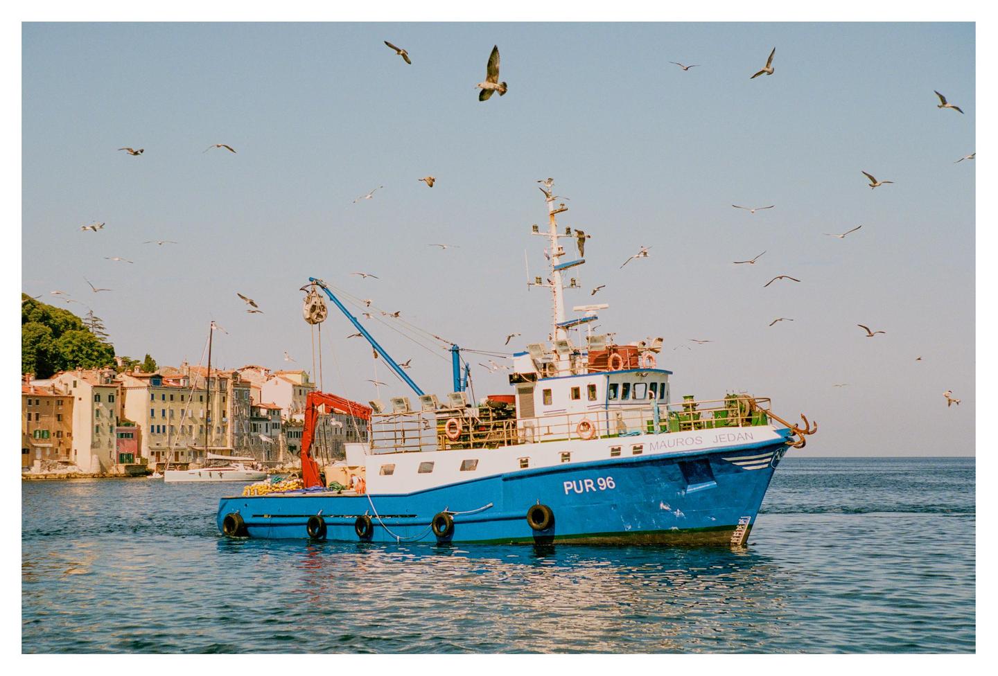 A blue and white fishing boat floats on the water with a town and many birds in the background.