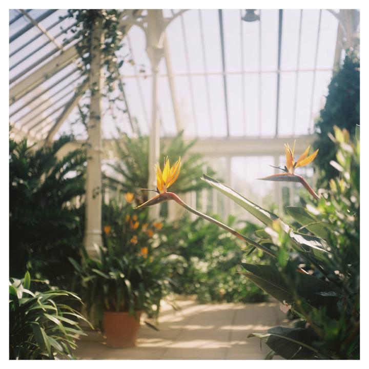Two bird of paradise flowers are in bloom inside a greenhouse with many other plants.