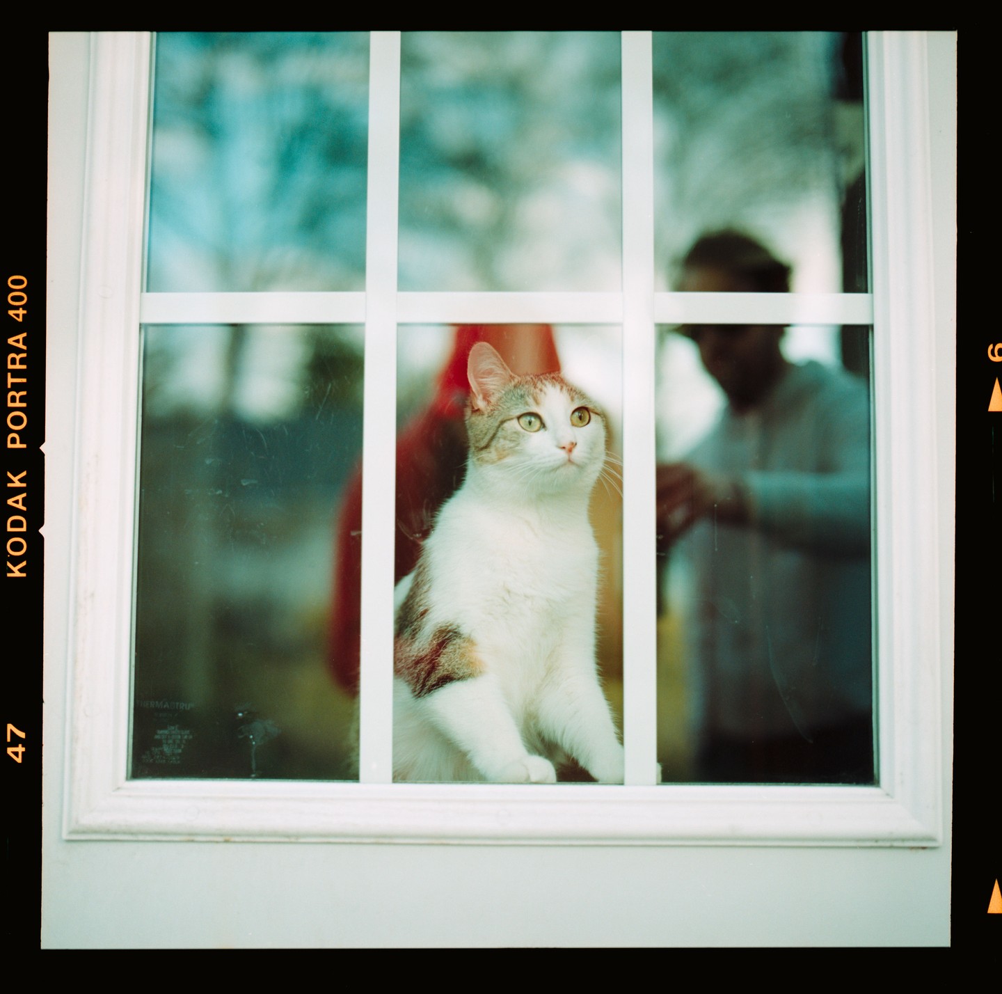 A cat sits in a window looking up, with a person visible in the reflection.