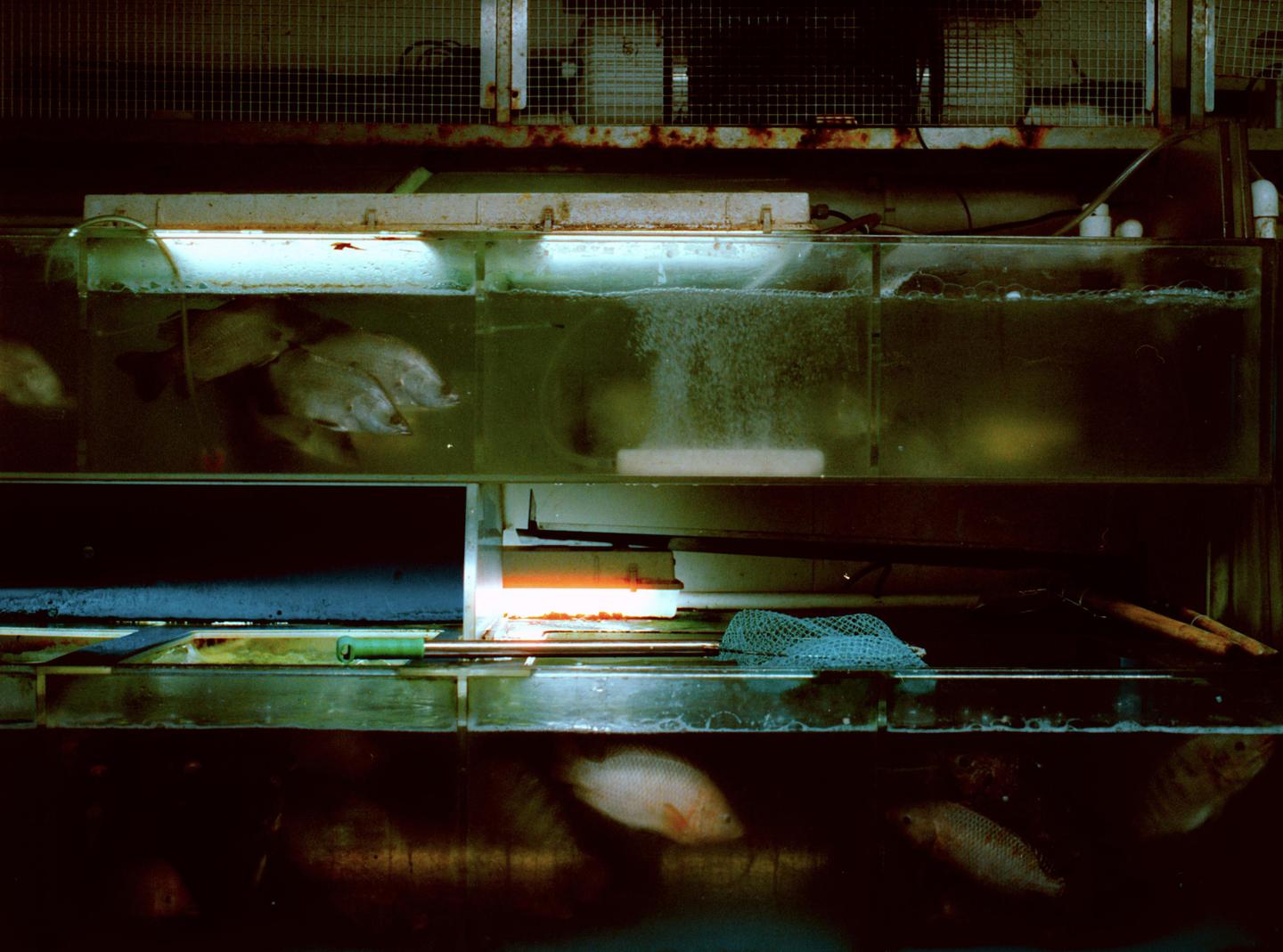 Several fish swim in a brightly lit tank with a net and other equipment visible.
