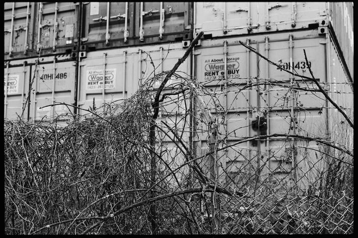 A chain link fence covered in thorny vines stands in front of stacked shipping containers.
