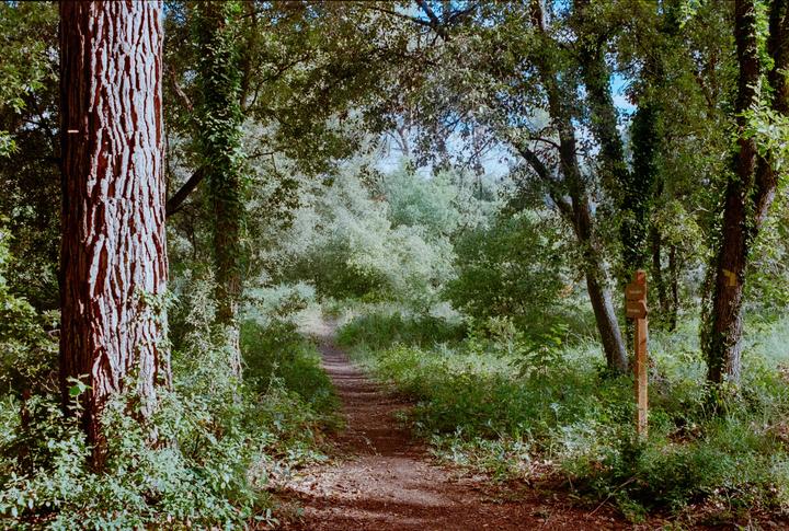 A dirt path leads through a lush forest with tall trees and dense undergrowth.