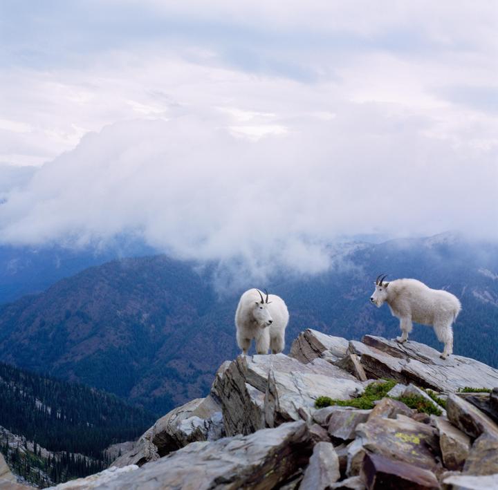 Two mountain goats stand on a rocky peak overlooking a valley filled with clouds.
