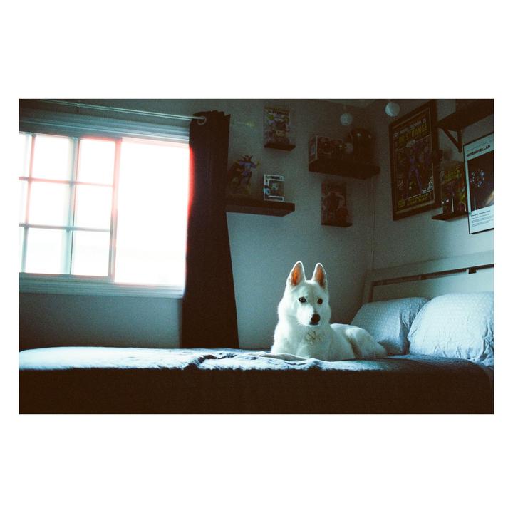 A white dog lies on a bed next to a bright window with a red curtain.
