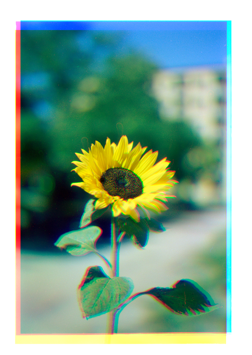 A sunflower with green leaves stands in front of a blurred background with a building and blue sky.