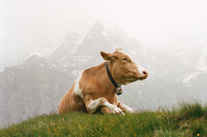 A brown and white cow with a bell around its neck sits in a grassy field with hazy mountains in the background.