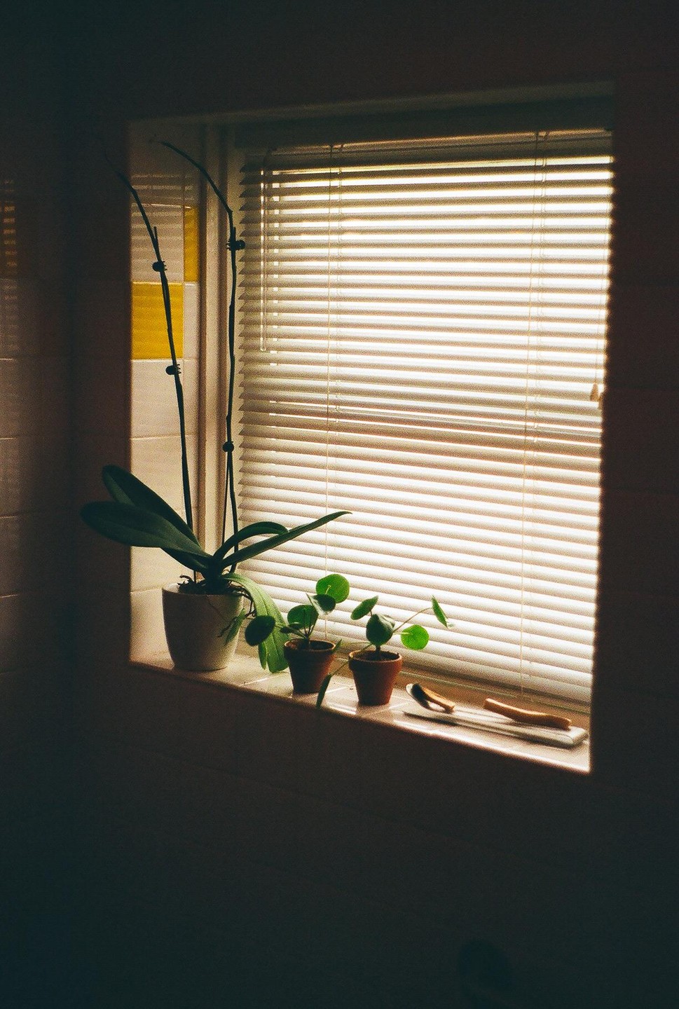 Three potted plants sit on a windowsill with light shining through closed blinds.