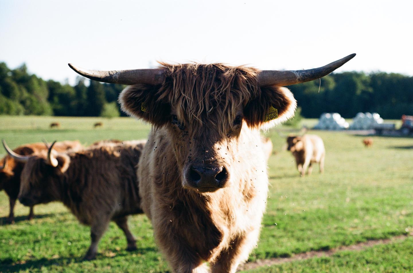 A shaggy cow with large horns stands in a sunny green field, looking directly at the viewer.