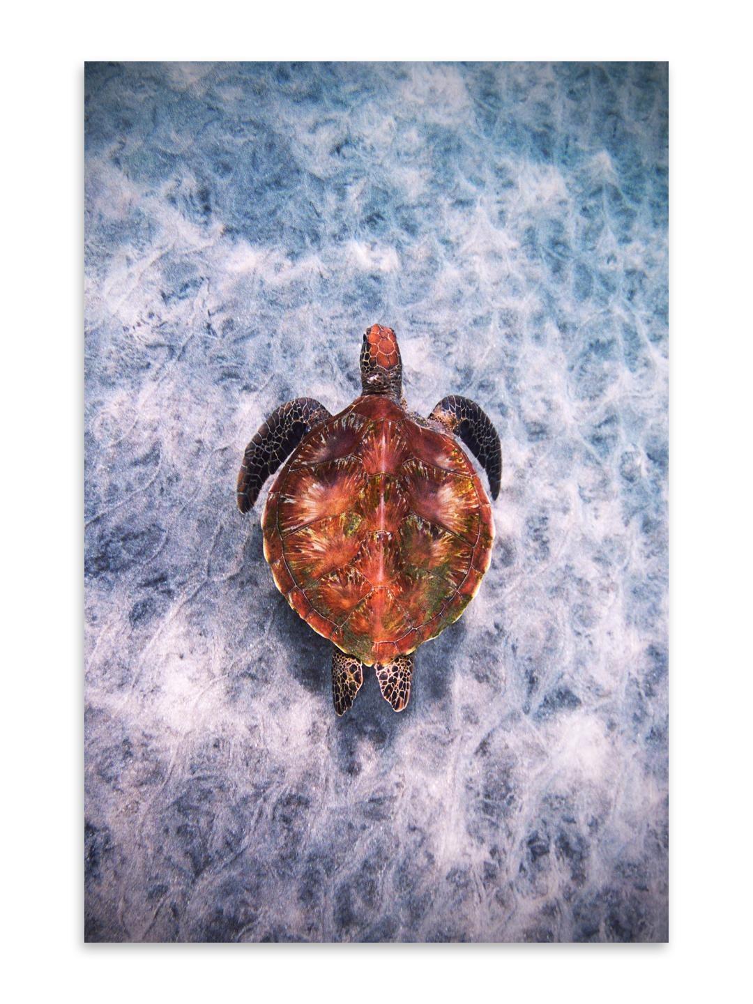 A sea turtle swims in clear blue water, viewed from above.