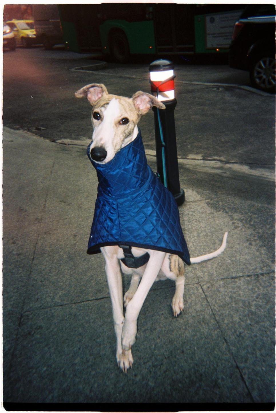 A whippet wearing a blue quilted coat stands on a sidewalk next to a bollard.