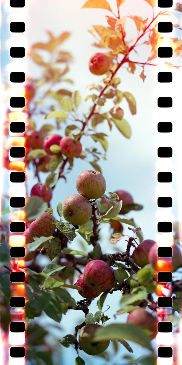 An apple tree branch laden with ripening apples is visible against a bright sky.