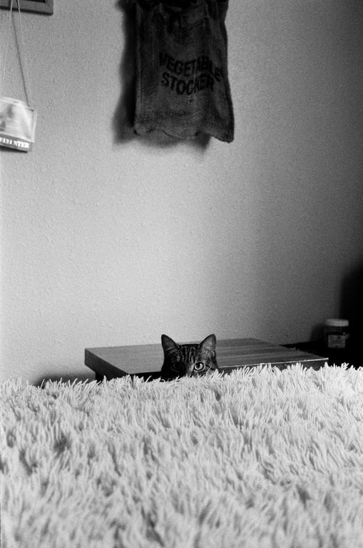 A cat peeks over a fluffy surface with one eye visible, while a "vegetable stocker" bag hangs on the wall above.