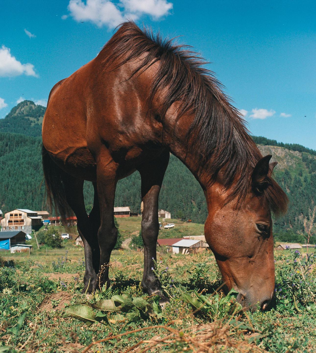 A brown horse grazes in a field with mountains and a village in the background under a blue sky.