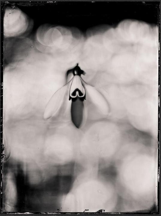 A single snowdrop flower is centered against a soft, out-of-focus background.