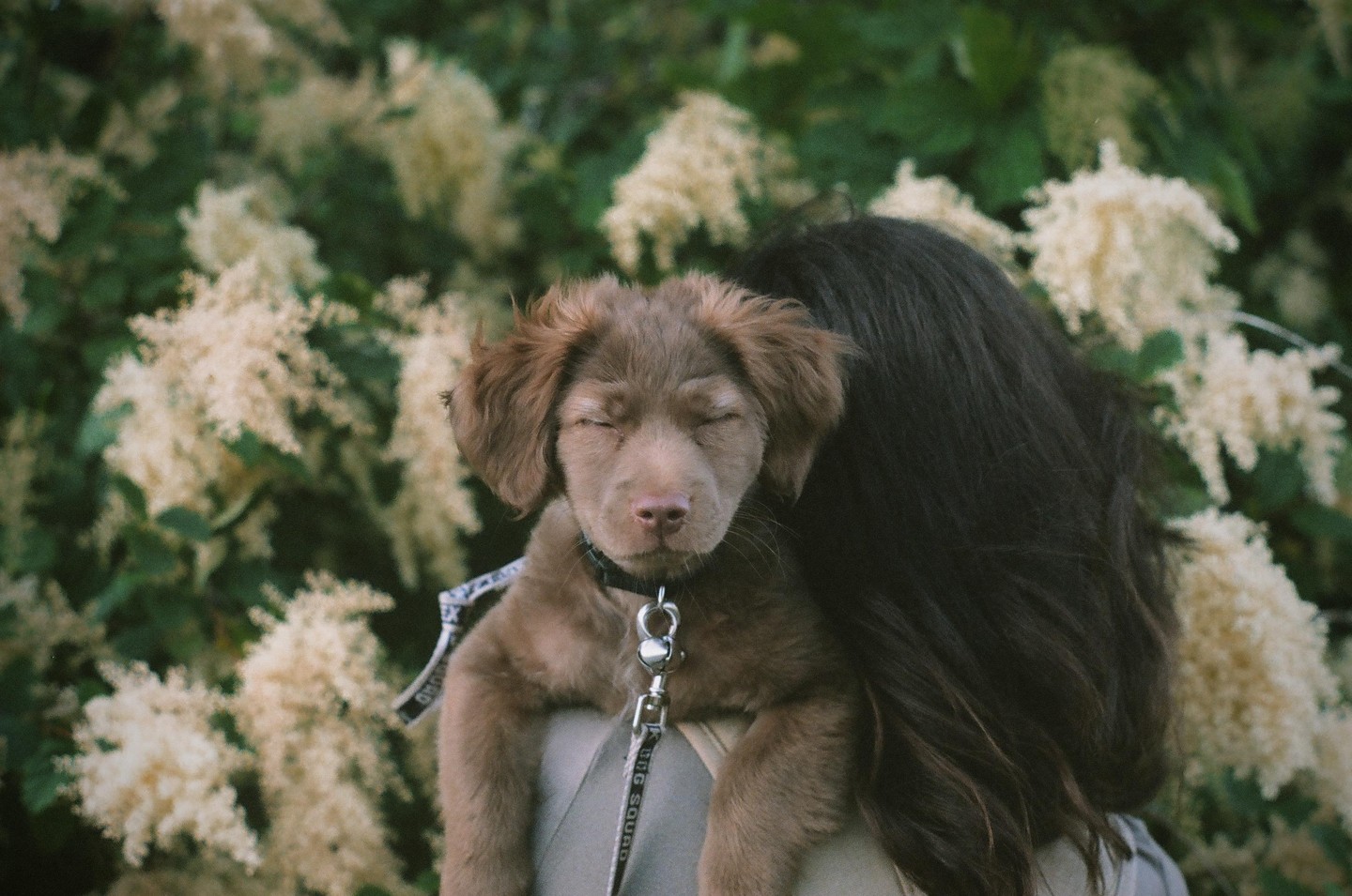 A brown puppy with closed eyes rests on a woman's shoulder, with white flowers and green foliage in the background.