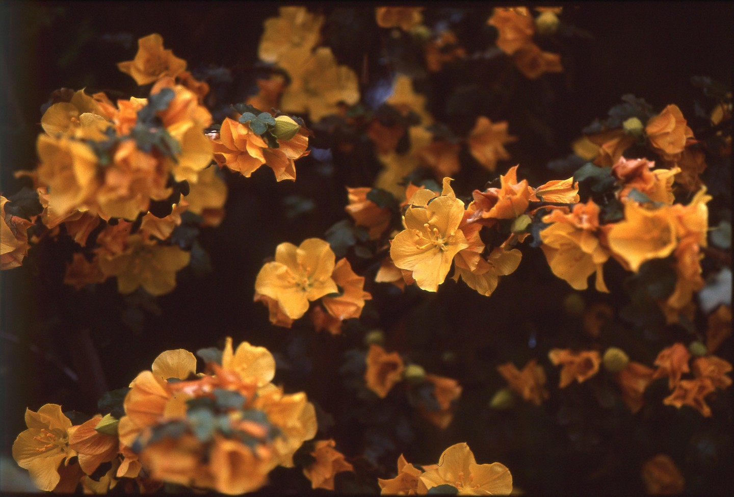 Golden blossoms with green leaves are scattered across a dark background.