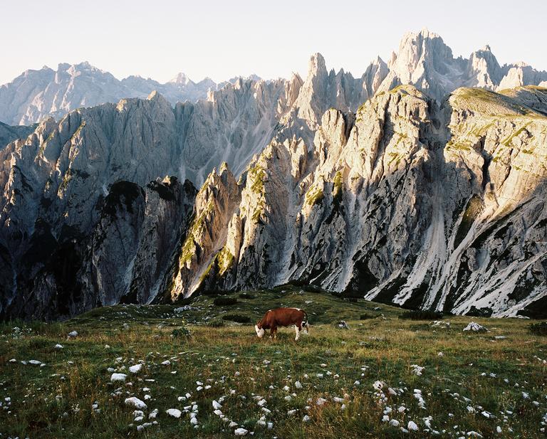 A brown and white cow grazes in a grassy mountain pasture with rocky peaks in the background.