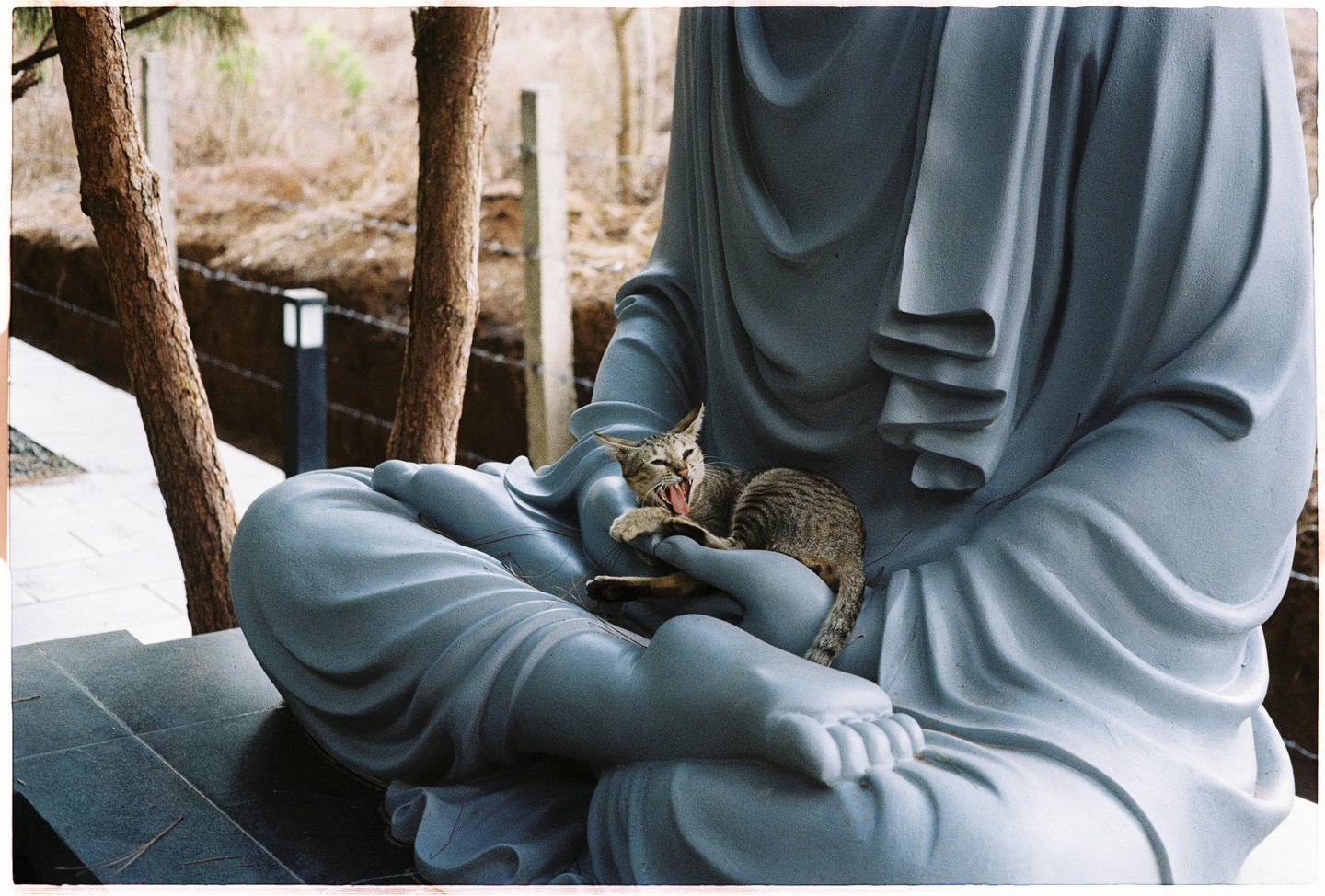 A cat yawns while resting on the lap of a buddha statue.