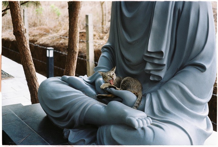 A cat yawns while resting on the lap of a buddha statue.