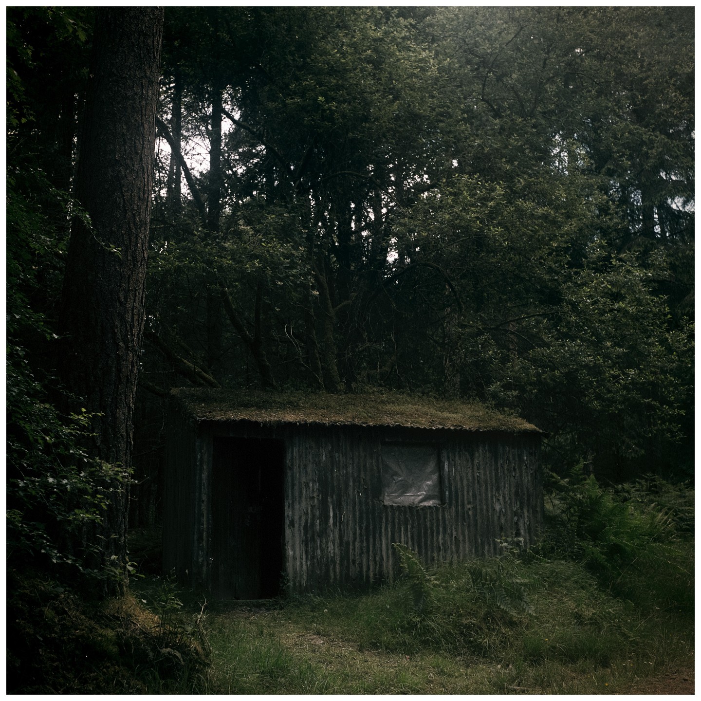 A small corrugated metal cabin with a mossy roof stands in a forest clearing.