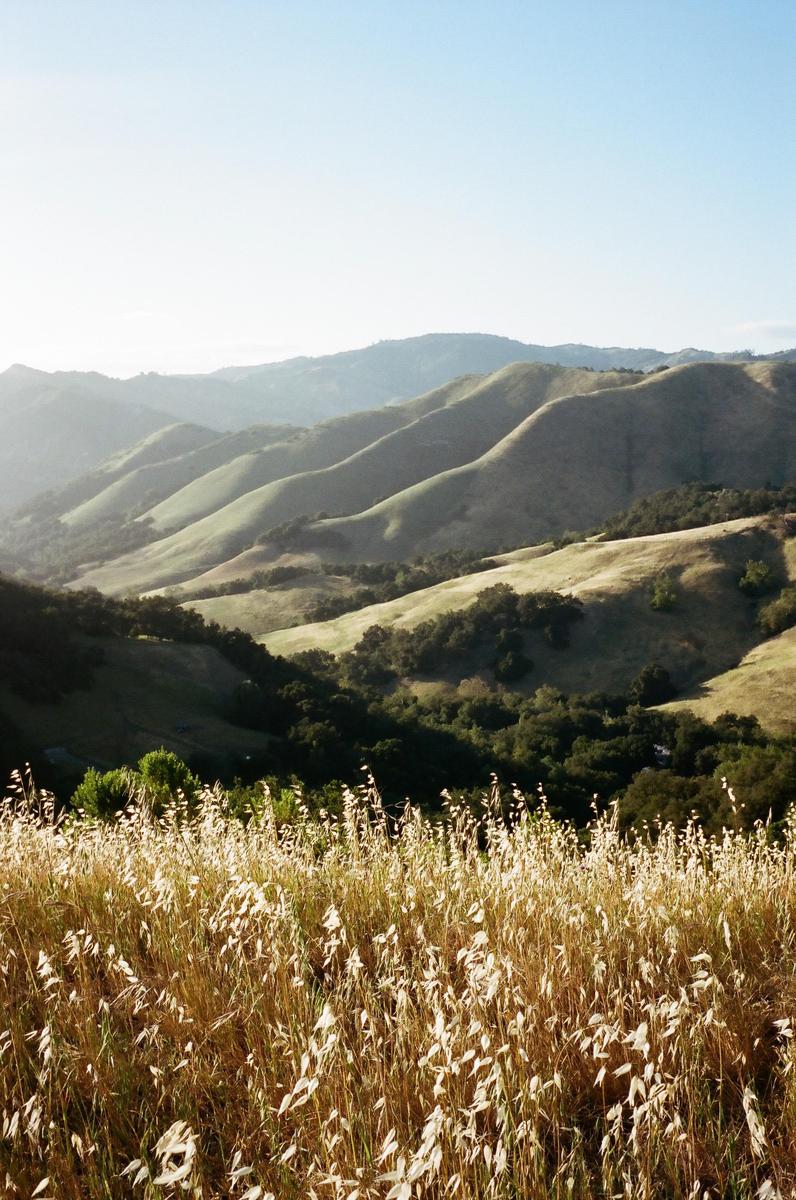 A field of tall, dry grass is in the foreground with rolling hills and mountains in the background under a clear sky.