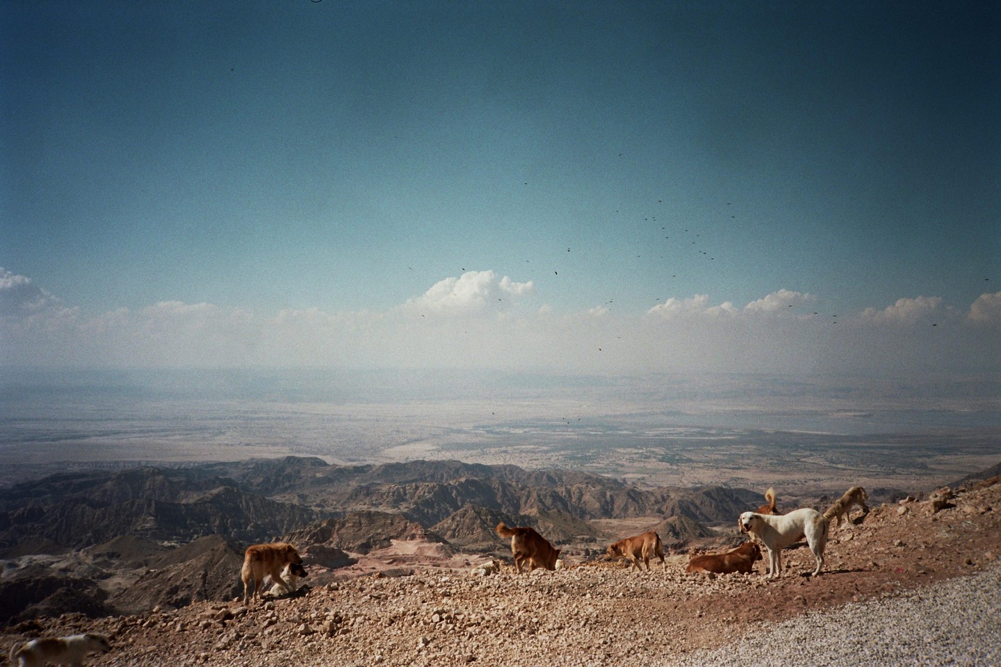 A pack of stray dogs stands on a rocky mountain slope overlooking a vast, hazy valley under a clear sky.