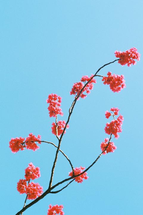 A branch with bright pink blossoms extends across a clear blue sky.