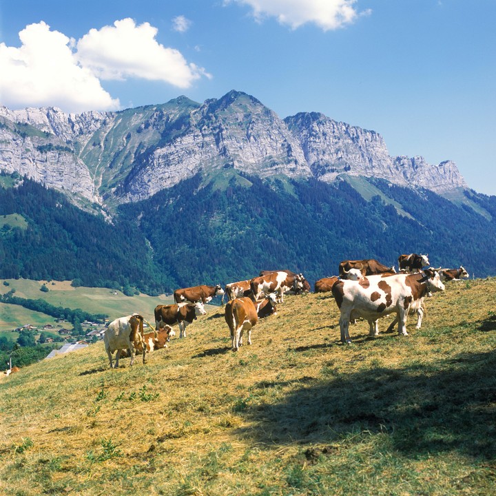 A herd of cows grazes on a grassy hillside with a large mountain range and forest in the background.