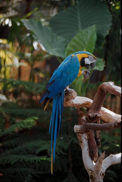 A blue and yellow macaw perches on a branch, looking down at its foot.