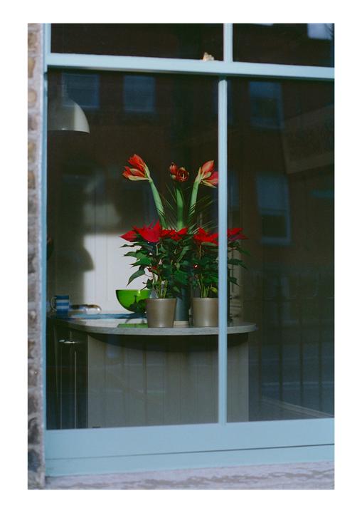 A window reflects the outside while showing potted plants and a bowl on a counter inside.