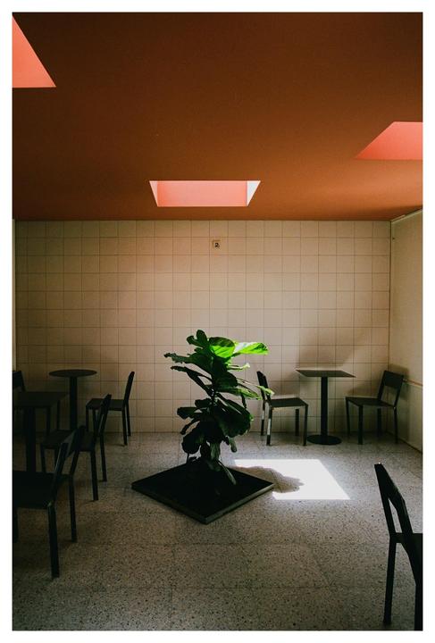 A plant in a pot sits in the middle of a room with tables and chairs, illuminated by light from a skylight.