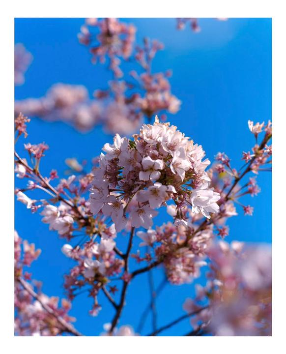 A cluster of light pink blossoms is in focus against a bright blue sky, with other blossoms blurred in the foreground and background.