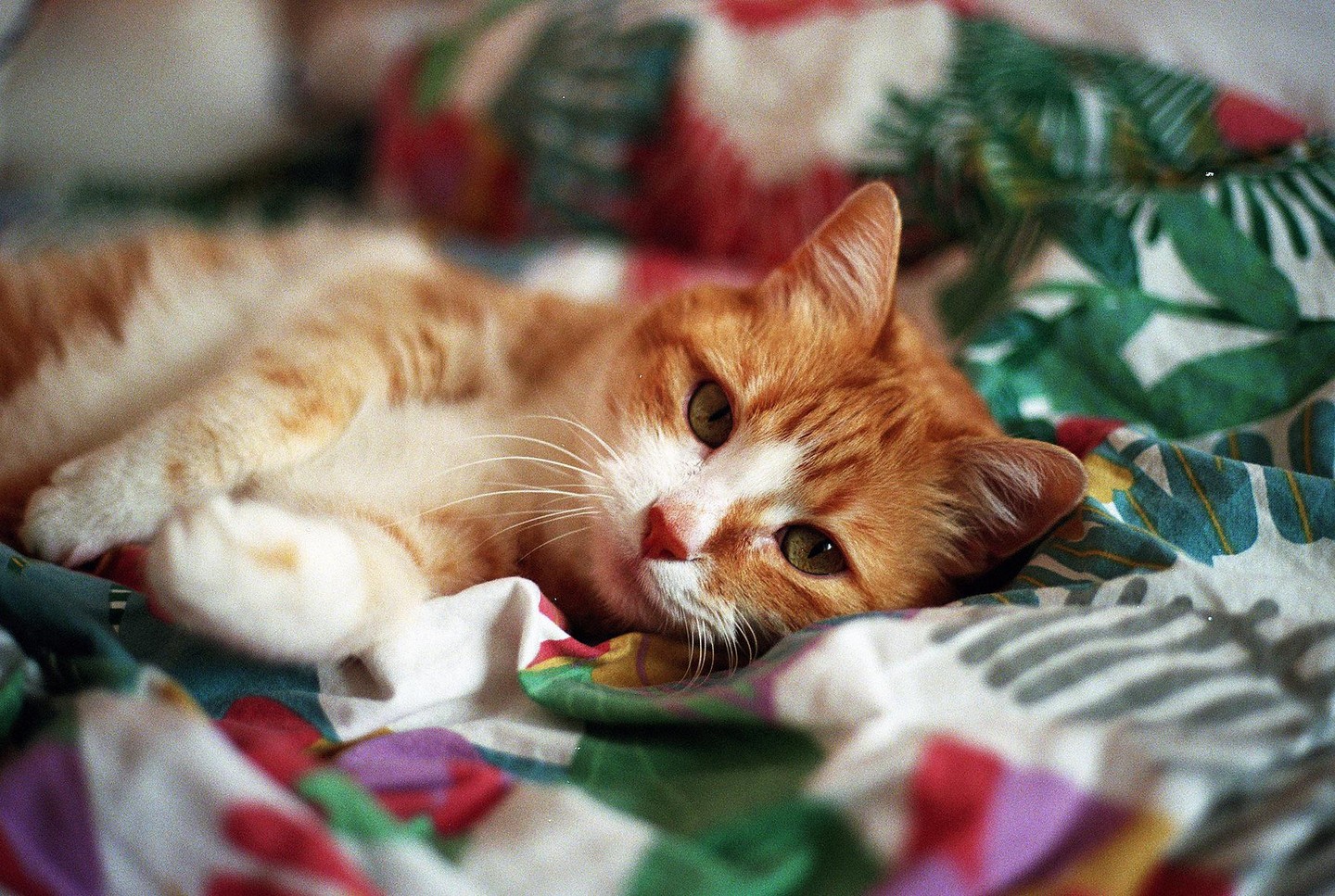 An orange and white cat with green eyes lies on a colorful patterned blanket.