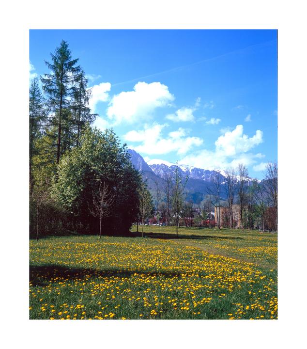 A field of yellow flowers sits in front of a forest with snow-capped mountains in the distance under a blue sky.
