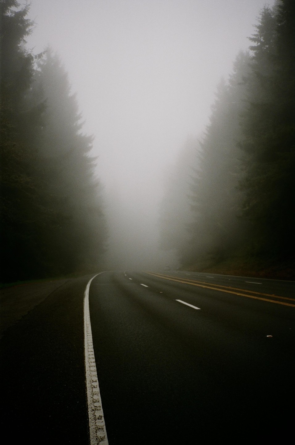 A road curves through a dense forest shrouded in fog.