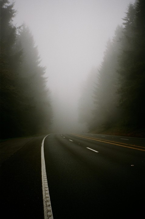 A road curves through a dense forest shrouded in fog.