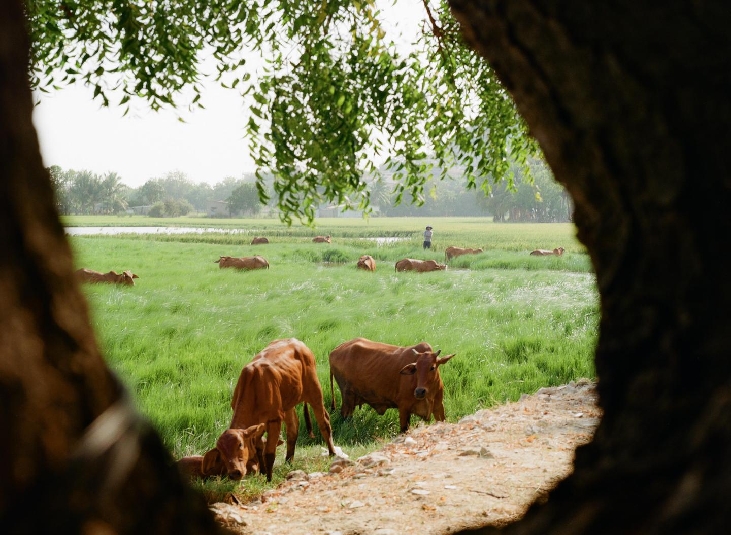 A herd of brown cows graze in a vibrant green field, framed by a tree trunk and leaves in the foreground.