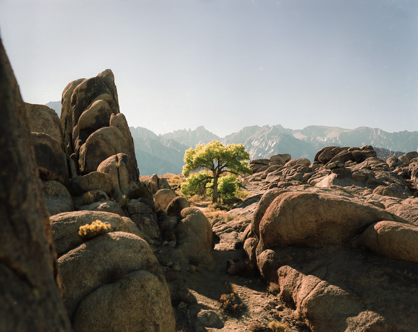 A lone tree with bright green foliage stands among large boulders and dry brush, with mountains in the distance under a clear sky.
