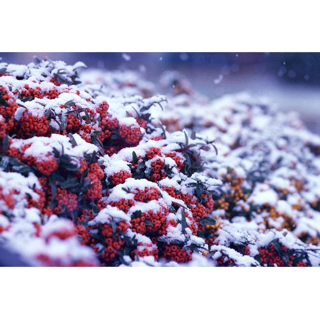Red and yellow berries are covered in a fresh layer of snow.